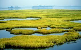 Check spelling or type a new query. Making Way For Coastal Wetlands A Look At Sea Level Rise And Urban Development Yale Environment Review