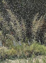 Image result for Sporobolus mauritianus