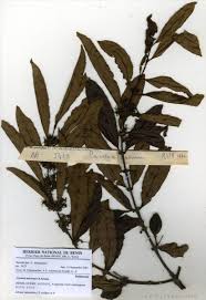 Image result for Cuviera