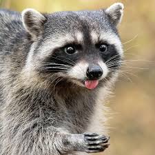 racoon