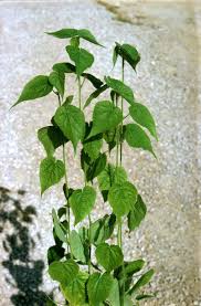 Image result for Sida urens