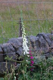 Image result for Digitalis purpurea alba/ red spots