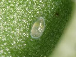 Image result for whitefly in cucumber