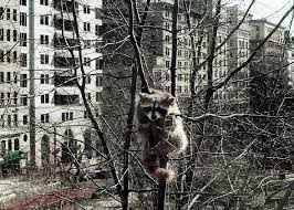 racoon