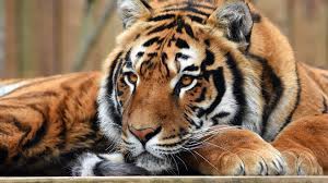 Coleção de papéis de parede dedicada aos tigres. Papeis De Parede Resto De Tigre Olhar Cara Patas 3840x2160 Uhd 4k Imagem