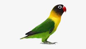 Sketsa burung rajawali jika ingin menggambar burung rajawali yang sedang terbang dengan cara pembuatan yang mudah, bisa kamu contoh gambar berikut. Gambar Burung Love Bird Agapornis Verdes Png Image Transparent Png Free Download On Seekpng