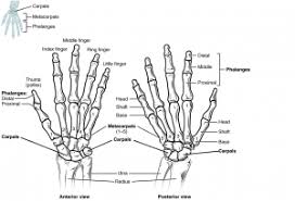 Spongy bone medullary cavity proximal epiphysis distal metaphysis distal epiphysis diaphysis (shaft) compact bone proximal metaphysis. Skeletal System Building A Medical Terminology Foundation