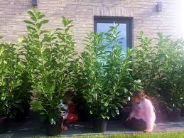 Die lorbeerkirsche (prunus laurocerasus) ist auch als kirschlorbeere bekannt und gehört zur familie der rosengewächse. Kirschlorbeer Novita Prunus Laurocerasus Novita Gunstig Online Kaufen