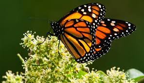Mariposa Monarca Foto Wikimedia Commons Animales En Peligro De Extincion En Peligro De Extincion Mariposa Monarca
