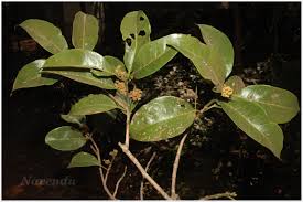 Image result for Beilschmiedia michelsonii