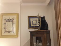 Yusuf Kaplan On Twitter Kim Demis Kedi Nankordur Diye Nankor Olan Insanoglu Kedi Asildir O Yuzden Soyle Der Insana Bana Rizkimi Veren Allah Tir Ey Insanoglu Sen Degilsin Sakin Boyle Bir