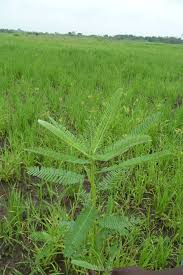 Image result for Sesbania pachycarpa
