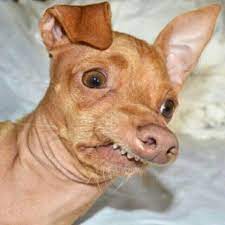 Pin By Imelda Abrego On Jeje Dog Photography Animals Dogs