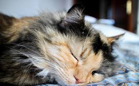Grooming, daycare, self wash, training First Aid Tips For Pet Parents In Oakland Nj Oakland Animal Hospital