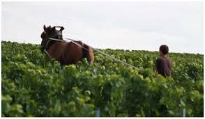 1421/22 wurde meaux sechs monate lang von den engländern belagert. 21 Idees De Champagne Gaston Revolte Champagne Chardonnay Pinot Noir