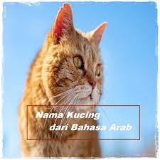 Nama kucing saya jebat dan simba ( simba ) yang saya tahu maksud nama itu ( simba ) ialah nama puteri singa bernama simba saya mahu tanya ada nama kucing islam punya yang lain tapi nama kucing nabi muhammad selain muezza. Nama Kucing Islami Dari Bahasa Arab Yang Paling Populer