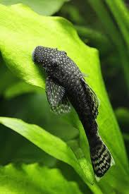Sucker Fish Often Termed As The Pleco Or Plec The Suckerfish Could Give A Large Benefit If You Would Aquarium Fish Tropical Fish Aquarium Aquarium Fish Tank