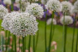 Image result for Alliaceae