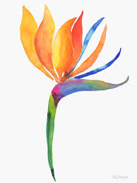 Watercolor Bird Of Paradise Png Bird Of Paradise Flower Sticker By 3willows Birds Of Paradise Flower Watercolor Flowers Paintings Watercolor Tulips
