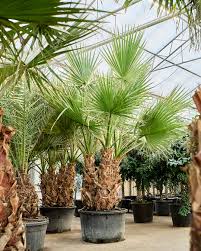 Image result for Washingtonia filifera