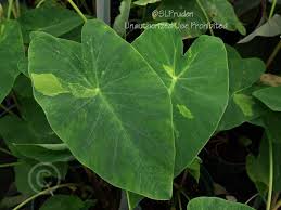 Compost is a wonderful form of organic matter with a good balance of. Pin On Elephant Ears