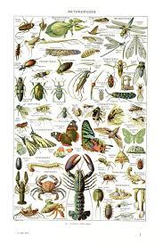 Insect Poster 1948 Vintage Arthropodes Print Vintage French Etsy Scientific Illustration Art Vintage Illustration