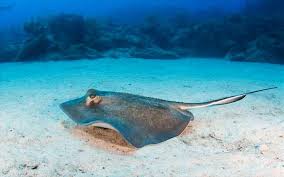 But to think of all the crazy things he did to die from a stingray is too much. How Did Steve Irwin Die Revealing Some Steve Irwin Death Secrets
