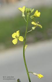 Image result for Sisymbrium orientale