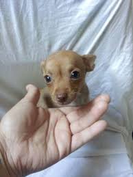 Even a big chihuahua shouldn't weigh over 6 pounds. Teacup Chihuahua For Sale Louisiana Page 8