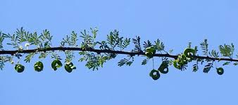 Image result for Acacia tortilis
