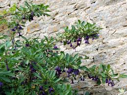 In their native habitat, iochroma flowers are pollinated by hummingbirds, so consider that as you tackle this planting iochroma seed. Iochroma Australe Seed