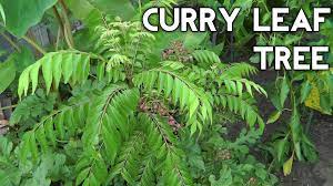 Use once a season, in the spring and fall, for lush, beautiful foliage and vibrant color on all deciduous, evergreen, and flowering trees and shrubs. Curry Leaf Plant Curry Tree Or Murraya Koenigii From Seed To Tree Some Great Advice On How To Germinate A Curry Leaf Plant Fall Vegetables To Plant Plants