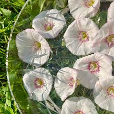 Image result for Convolvulus arvensis