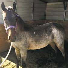 They are made of stainless steel designed with brackets that hold them off the wall adding dimension. He S A Horse Of A Different Color Eastern Idaho Postregister Com