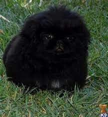 Gorgeous Puppy Pekingese Puppies Pekingese Dogs Dog Cat Pictures