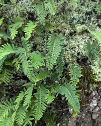 Image result for Pleopeltis