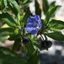 Image result for Nicandra physalodes