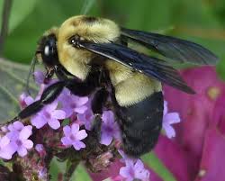 Image result for Bombus consobrinus