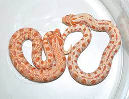 Striped Extreme Red And Albino Purpleconda Western Hognose Heterodon Nasicus By Justin Mitcham Of Extremehog Hognose Snake Western Hognose Snake Cute Snake