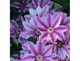 Клематис жгучий, или мелкоцветковый (clematis flammula). Sazhency Klematisa Kupit V Moskve Dostavka Po Rossii