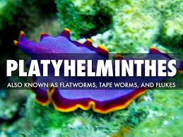 phylum platyhelminthes general characteristics and