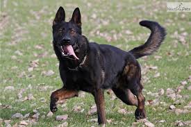 Large paws> pups will come with 2 sets of vaccines and dewormed and akc pape. Puppies For Sale From Taylorhof German Shepherds Taylor Made Working Dogs Member Since April 2011