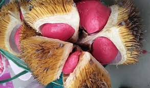 300.000 pupuk kandang, pupuk organik dan perawatan. Ini Dia Daftar Harga Buah Durian Terkini 2021 Aplikasi Pertanian Media Agribisnis Gdm Agri