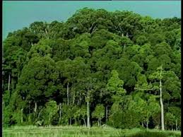 Image result for Habenaria pasmithii