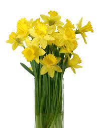Daffodils In A Vase Isolated Beautyful Daffodil Bouquet In A Vase Isolated On Aff Isolated Beauty Flower Vase Arrangements Daffodils Daffodil Bouquet