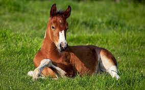 wallpaper fohlen auf der wiese horses shelter dogs foals