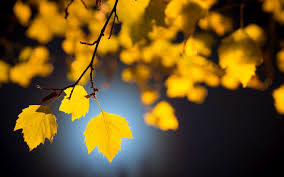 Yellow Tree Blur Background Hd 1920x1200 Wallpaper Teahub Io Download beautiful, curated free backgrounds on unsplash. yellow tree blur background hd