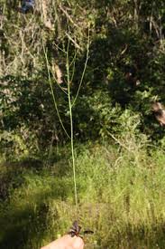 Image result for Schwenckia