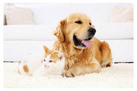 Check spelling or type a new query. Pet Odor Removal You Need P U R T Asap