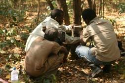 Image result for Oncella curviramea